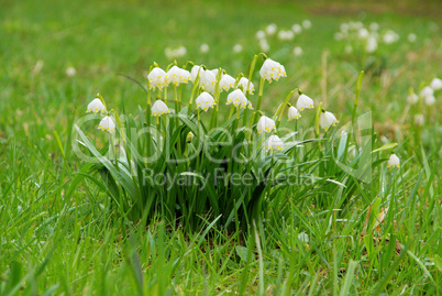 Märzenbecher - wild daffodil 14