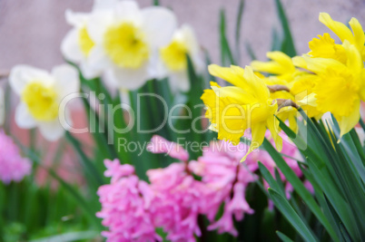 Osterglocke und Hyazinthe - daffodil and hyacinth 02