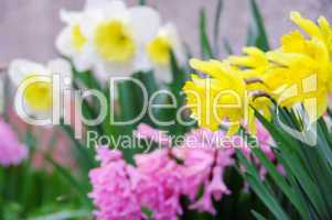 Osterglocke und Hyazinthe - daffodil and hyacinth 02
