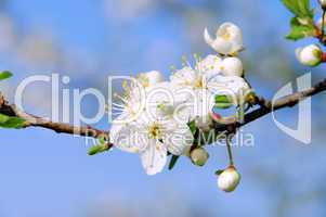 Pflaumenbaumbluete - plum blossom 64