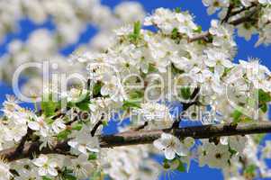 Pflaumenbaumbluete - plum blossom 73