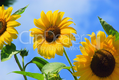 Sonnenblumen - sunflowers 33
