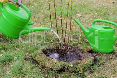 Strauch angiessen - watering a shrub 03
