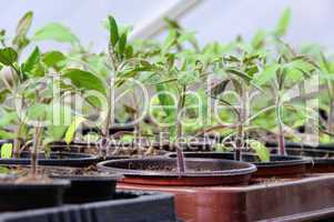 Tomatenpflanze im Gewächshaus - tomato plant in glass house 03