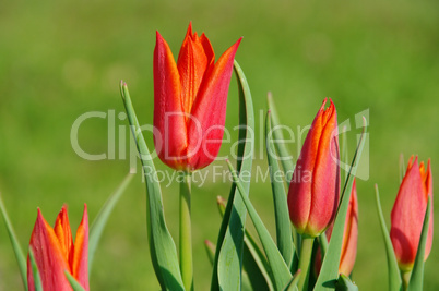 Tulpe rot - tulip red 06