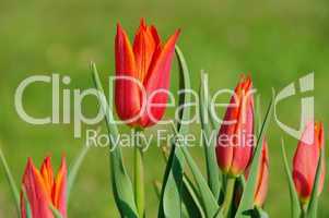 Tulpe rot - tulip red 06