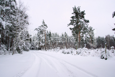 Wald im Winter - forest in winter 37