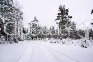 Wald im Winter - forest in winter 37
