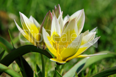 Wildtulpe - wild tulip 05