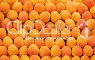 Aprikose - apricot 02