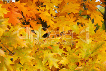 Eichenlaub - Oak leaf cluster 03