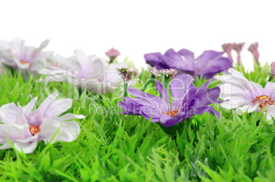 Blumenwiese - flower meadow 04