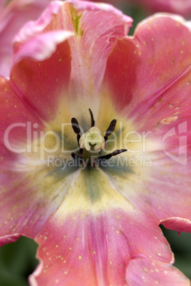 Center of a tulip