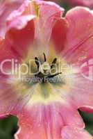 Center of a tulip