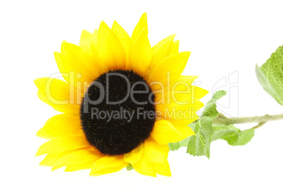 artificial sunflower isolated on white