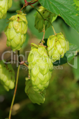 Hopfenpflanze - hop plant 05