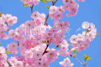 Kirschblüte rosa - cherry blossom 25