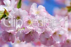 Kirschblüte rosa - cherry blossom 29