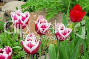 Tulpe - tulip 64