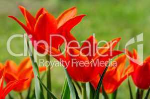 Tulpe rot - tulip red 19