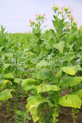 Virginischer Tabak - cultivated Tobacco 28