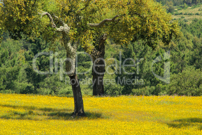 Wiese mit Korkeichen - meadow and cork oaks 02