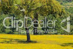 Wiese mit Korkeichen - meadow and cork oaks 02