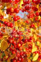 Wildkirsche im Herbst - wild cherry in fall 02