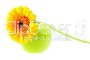 flower and apple isolated on white