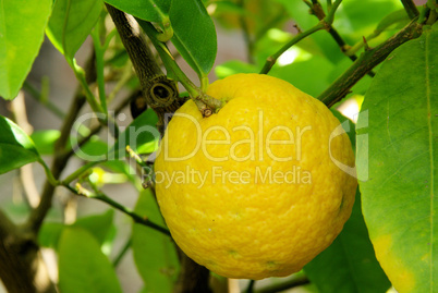 Zitrone am Baum - lemon on tree 03