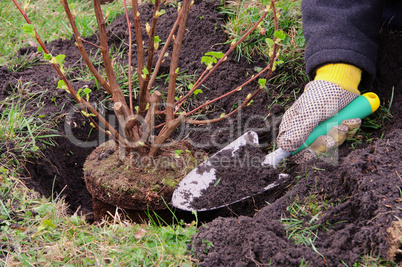 Strauch einpflanzen - planting a shrub 14