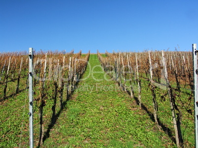 Weinberg im Spätherbst