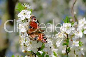 Pflaumenbaumbluete - plum blossom 61
