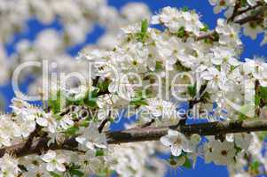 Pflaumenbaumbluete - plum blossom 74