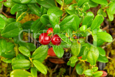 Preiselbeere Pflanze - cowberry plant 07