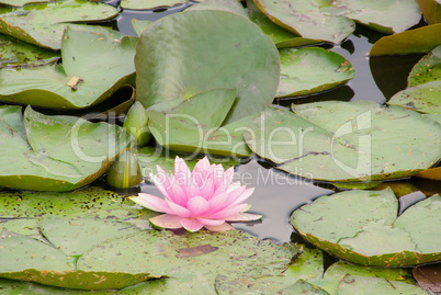 Seerose - water lily 33