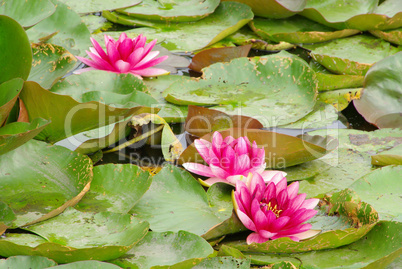 Seerose - water lily 35