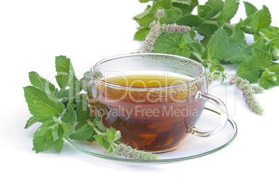 Tee Orangenminze - tea Mentha citrata 03