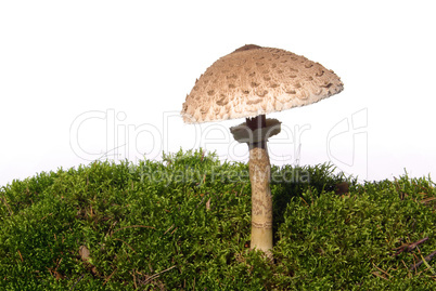 Riesenschirmpilz - Parasol mushroom 07