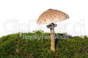 Riesenschirmpilz - Parasol mushroom 07