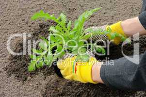 Staude einpflanzen - shrub planting 19