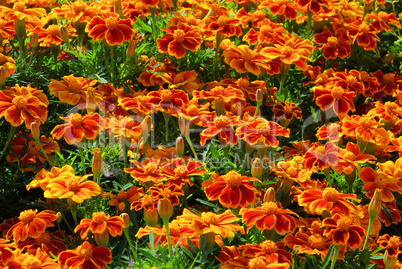 Tagetes 17