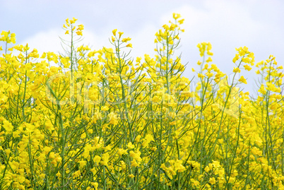 Raps -  Rapeseed 44