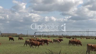 Cows graze in meadow