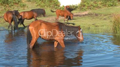 Wild horses in water on pond