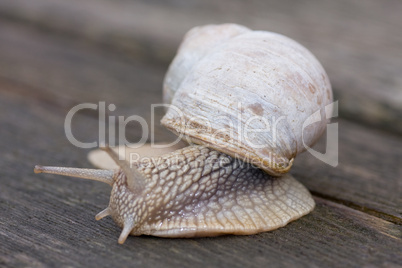 snail