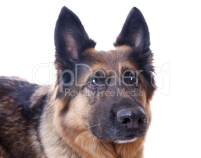 Schäferhund