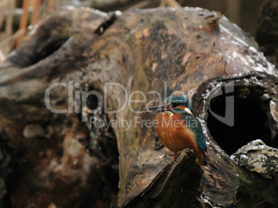 Eisvogel (Alcedo atthis)