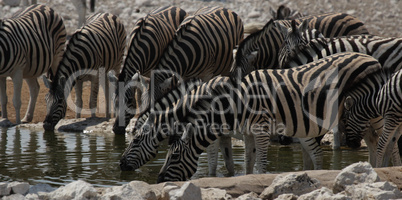 Steppenzebras am Wasserloch