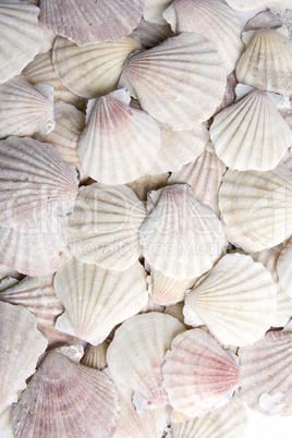 White scallops